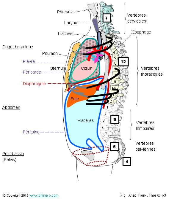  Cou thorax abdomen bassin 