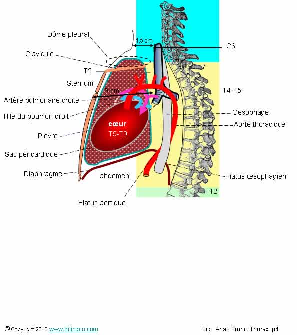  Positions thorax colonne vertbrale 