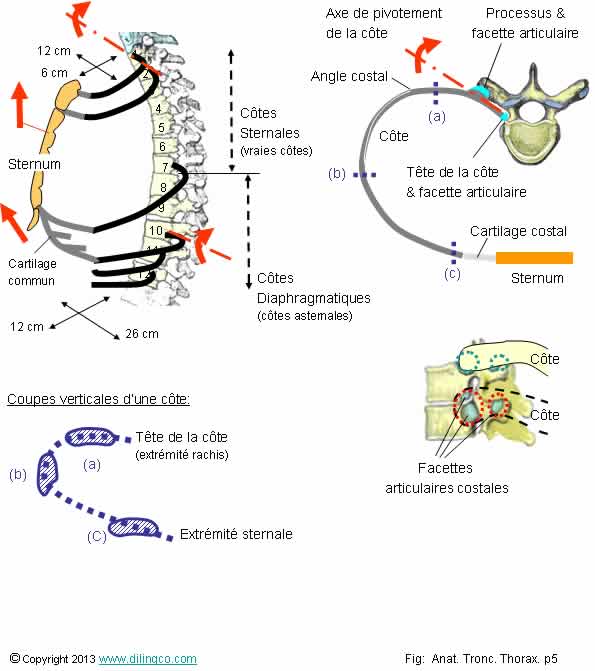 Articulations des ctes   