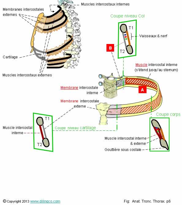 Espaces et muscles intercostaux 