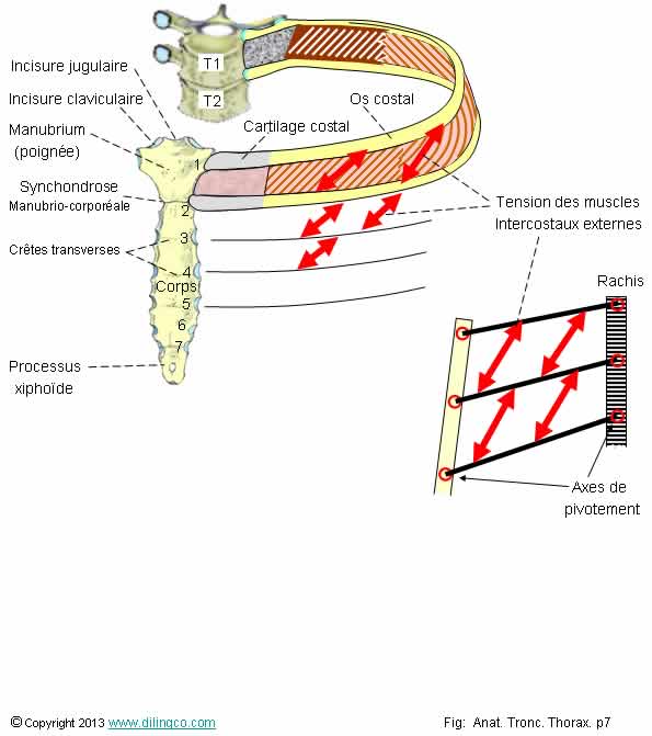  Sternum et mouvements costaux  