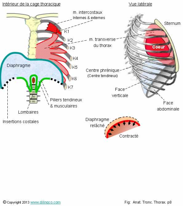  Diaphragme centre phrnique