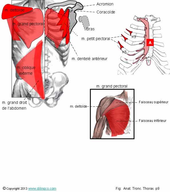  Grand et petit pectoral