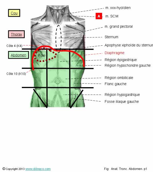 Quadrants de l'abdomen