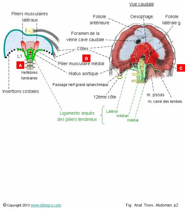 Diaphragme  