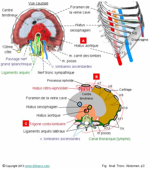  Orifices du diaphragme  