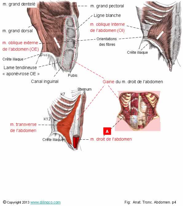  Muscles abdominaux