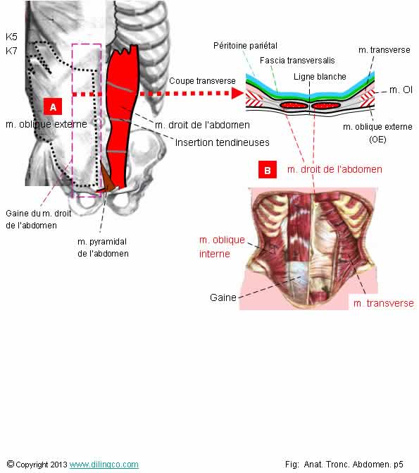  Muscle droit abdomen 