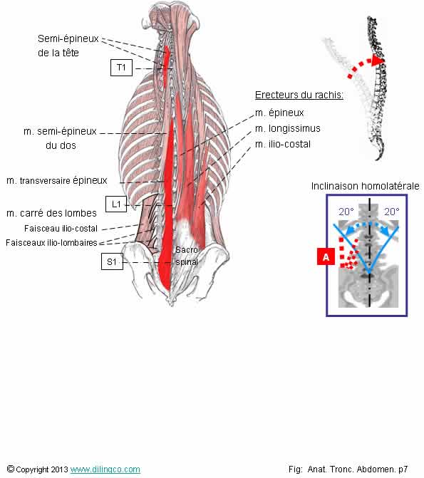  Muscles profonds du dos  