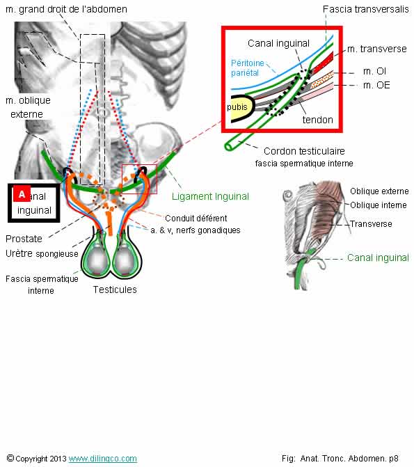 Canal inguinal