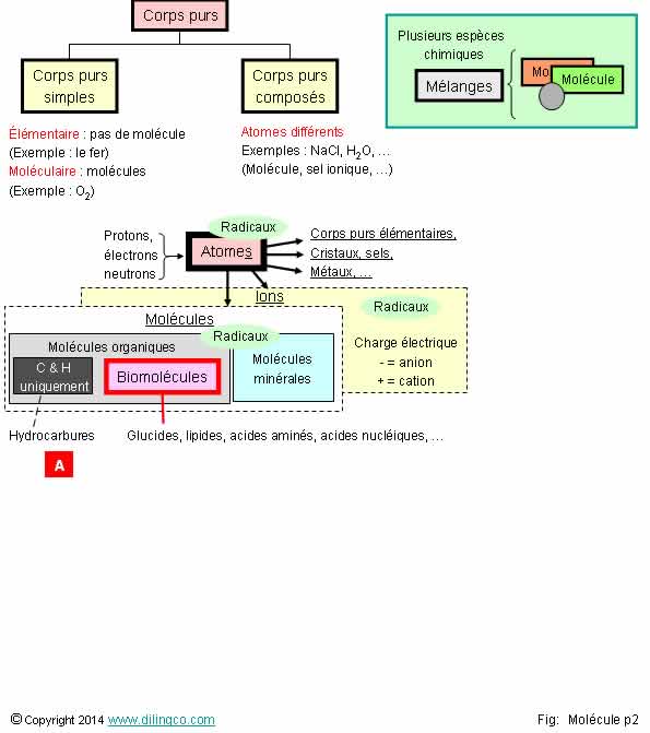 Corps purs molcules ions  