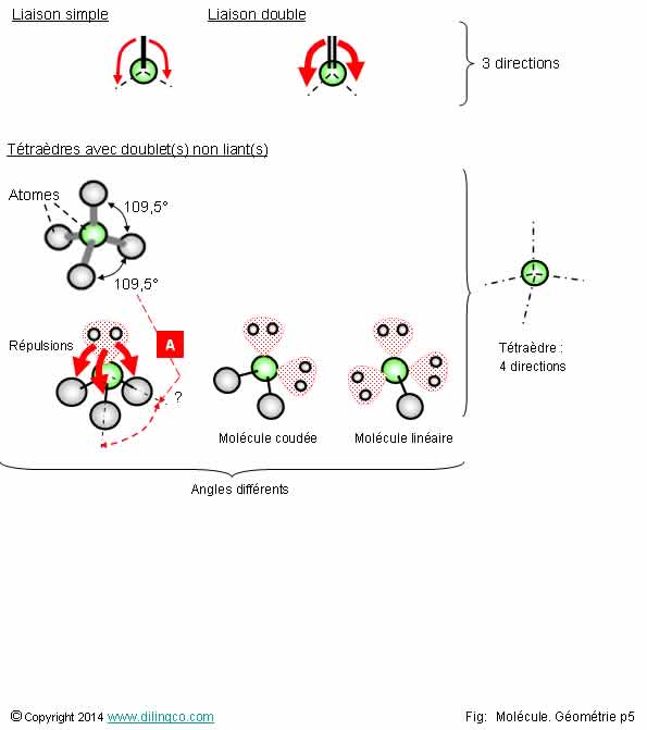  Molcule directions  