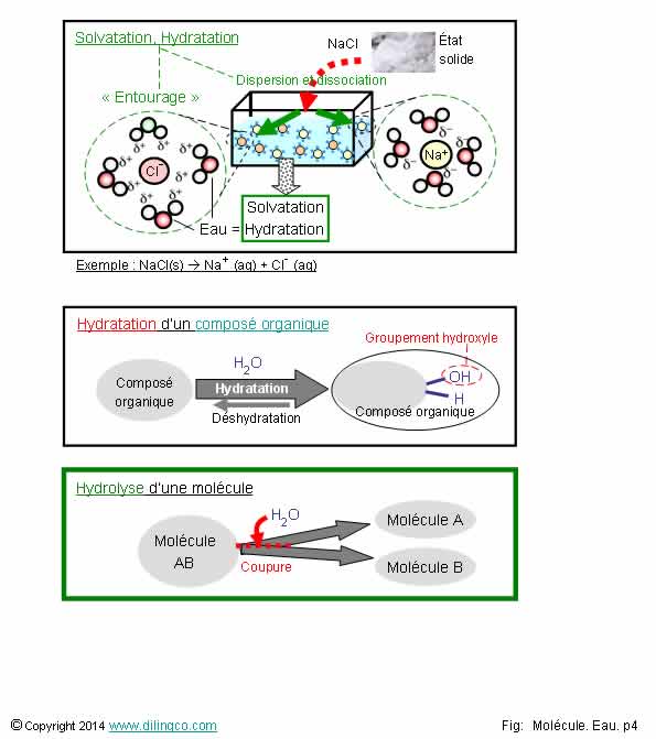 Hydratation Hydrolyse   