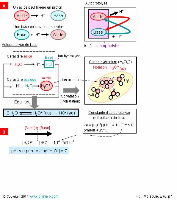  Autoprotolyse  