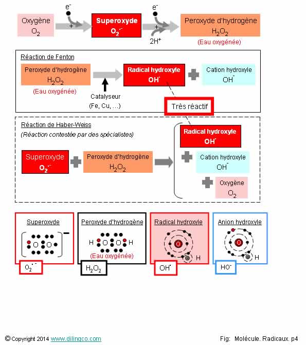 Superoxyde et hydroxyle 