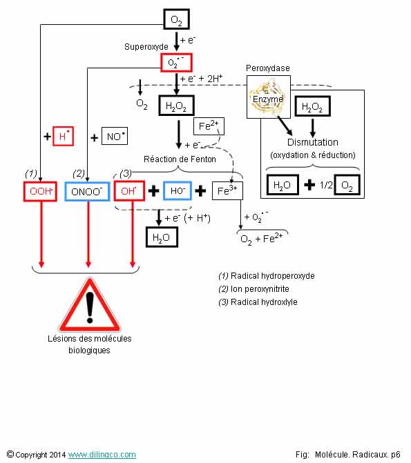 Dismutation toxique   