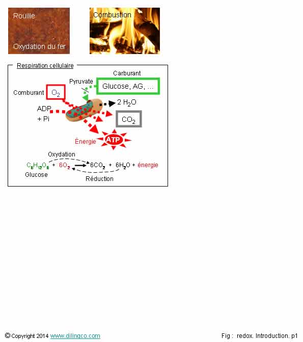 Redox oxydation rduction 